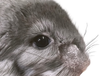 Why Does My Chinchilla Get Fungus? Prevention Tips & Causes Explained